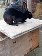 Te konijnen Belgische haas twee ramen zwart vier jaar oud