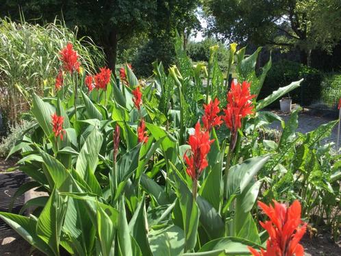 Canna's met groen blad en rode bloemen (1.2m hoog), Jardin & Terrasse, Plantes | Jardin, Plante fixe, Été, Enlèvement