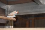 Zebravinken, Dieren en Toebehoren, Vogels | Kanaries