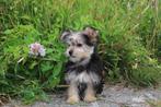Morkie puppy reutje, geboren 4 mei, eigen kweek, België, CDV (hondenziekte), 8 tot 15 weken, Eén hond