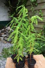 Taxodium distichum - USA - Moerascipres, Tuin en Terras, Planten | Tuinplanten, Vaste plant, Bloeit niet, Halfschaduw, Ophalen