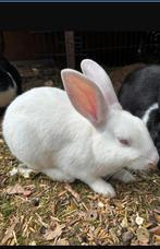 Lieve konijntjes., Dieren en Toebehoren, Geslacht onbekend, Middelgroot, Hangoor, 0 tot 2 jaar