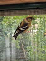 Witband Kruisbek, Dieren en Toebehoren, Vogels | Overige Vogels, Geringd