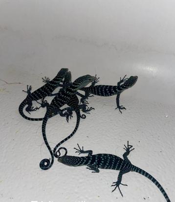 Varan MacRae (Varanus Macraei), Lézard, Domestique, 0 à 2 ans