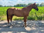 12 jarige ruin, Dieren en Toebehoren, Paarden, Ruin