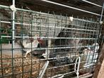 kip met kuikens te koop, Dieren en Toebehoren, Ophalen, Zo goed als nieuw