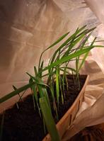 Phoenix dactylifera, dadelpalm, Ophalen