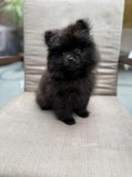 Pomeriaanpups BearFace, België, Particulier, Overige rassen, Meerdere