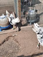 Trio bonte leghorn, Meerdere dieren, Kip