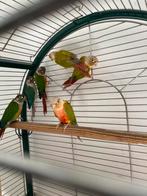 Conures pyrrhura, Animaux & Accessoires, Oiseaux | Perruches & Perroquets
