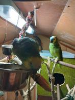Amazone, Dieren en Toebehoren, Vogels | Parkieten en Papegaaien, Vrouwelijk