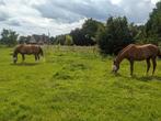 Plek op wei te huur  in beigem/Grimbergen, Dieren en Toebehoren, Stalling en Weidegang, Weidegang, 1 paard of pony