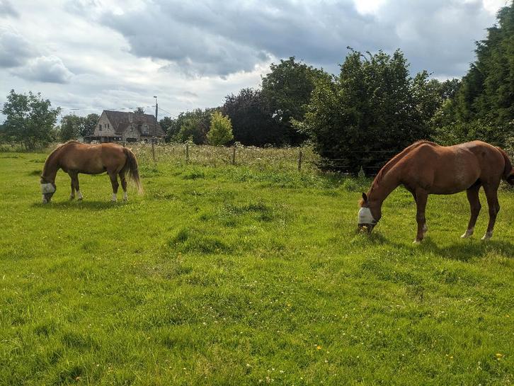 Plek op wei te huur  in beigem/Grimbergen, Dieren en Toebehoren, Stalling en Weidegang, Weidegang, 1 paard of pony