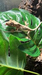 Lilly White Crested Gecko