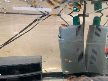 Platy jongen beschikbaar voor biedingen