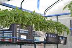 Plantes des tomates BIO. Prêt a planter, Ophalen