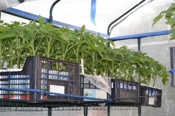 Plantes des tomates BIO. Prêt a planter, Enlèvement