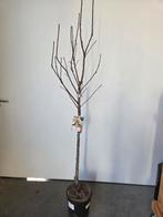 Mispel - sterke fruitboom, Tuin en Terras, Ophalen