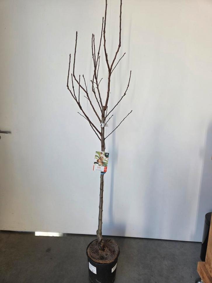 Mispel - sterke fruitboom, Tuin en Terras, Planten | Fruitbomen, Ophalen