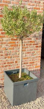 Olijfboom in sierpot., Tuin en Terras, Ophalen, Olijfboom