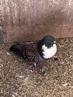 Sierduiven, Dieren en Toebehoren, Vogels | Duiven