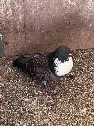 Sierduiven, Dieren en Toebehoren