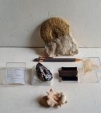 Grand fossile, corail, Jaspe & Calcite cobalt, Fossile, Enlèvement ou Envoi