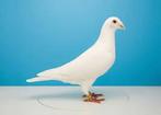 Voyageur blanc, Animaux & Accessoires