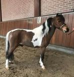 Superlief Amha hengstje, Dieren en Toebehoren