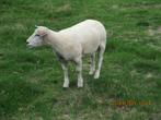 schapen, Vrouwelijk, Schaap, 0 tot 2 jaar
