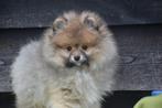 Keeshond pup, dwergkees pups,pomeriaan,spitz, Dieren en Toebehoren, België, Keeshond, 8 tot 15 weken, CDV (hondenziekte)