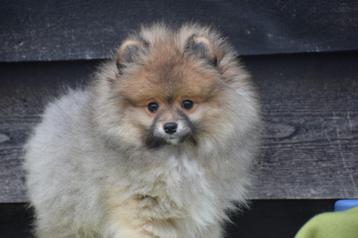 Keeshond pup, dwergkees pups,pomeriaan,spitz beschikbaar voor biedingen