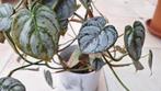 Philodendron brandtianum stek, Ophalen of Verzenden