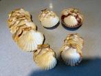 Schelpen van St. Jacques, Huis en Inrichting, Keuken | Servies, Ophalen, Gebruikt
