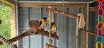 Recherche couple caiques, Dieren en Toebehoren, Nieuw, Overige materialen, Overige typen
