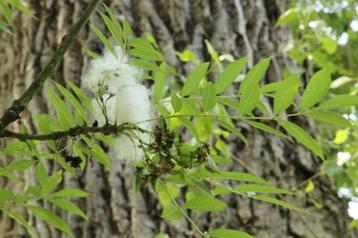 Ik zoek een tak van een es (uiteraard tegen betaling) beschikbaar voor biedingen