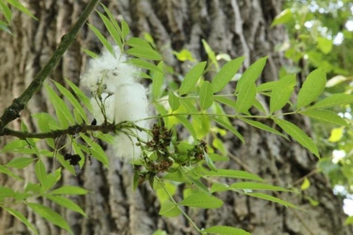 Ik zoek een tak van een es (uiteraard tegen betaling), Tuin en Terras, Bielzen en Borduren, Ophalen