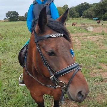 D pony  beschikbaar voor biedingen