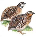 Zangkwartel, Dieren en Toebehoren, Vogels | Overige Vogels, Meerdere dieren, Wildzangvogel, Geringd