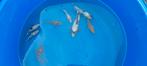 Japanse koi s, Karper of Koi
