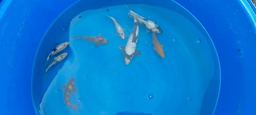 Japanse koi s, Dieren en Toebehoren, Vissen | Vijvervissen, Karper of Koi
