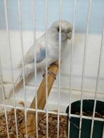 Witte Pennant Rosella, Dieren en Toebehoren