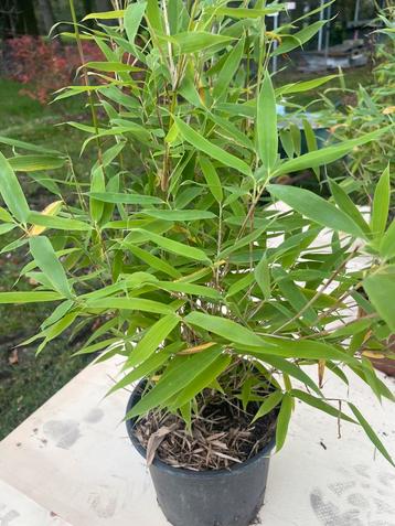 Fargesia murielia, Tuin en Terras, Ophalen