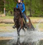 Leuke B-pony, Dieren en Toebehoren, Gechipt, B, Ruin, 7 tot 10 jaar