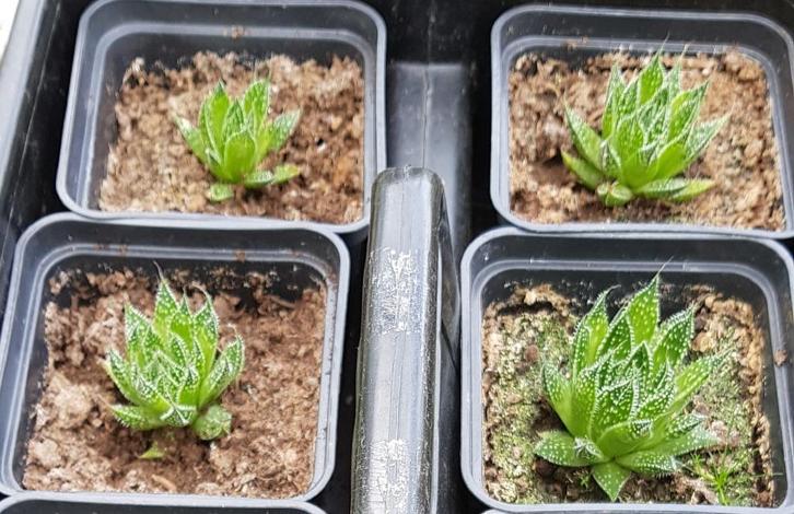 2 Haworthia-soorten – makkelijke vetplanten, Huis en Inrichting, Kamerplanten, Vetplant, Ophalen of Verzenden