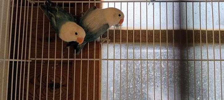 Mooie Koppel Fischerie en roseicollis., Dieren en Toebehoren, Vogels | Overige Vogels