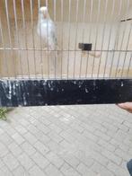Roodruggen, Dieren en Toebehoren, Meerdere dieren, Parkiet