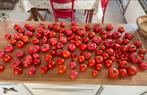 Lekkere tomaten van eigen kweek, Ophalen