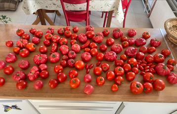 Lekkere tomaten van eigen kweek beschikbaar voor biedingen