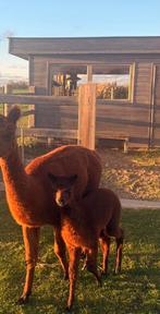 Alpaca hengstje ( donkerbruin ), Dieren en Toebehoren, Oktober, Mannelijk